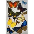 Butterflies 19Th Century. /Nbutterflies (Clockwise From Top Left Orange Scallop Wing; Common Blue; Mango Admiral; Silver-Studded Skipper;