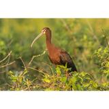 USA Louisiana Evangeline Parish. White-faced ibis in tree. Poster Print by Jaynes Gallery (24 x 36)