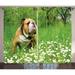 English Bulldog Curtains 2 Panels Set Park in Spring with Blooming Daisies and Trees and Bulldog Window Drapes for Living Room Bedroom 108W X 108L Inches Fern Green Brown White by Ambesonne