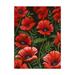 Trademark Fine Art Poppies at Midnight I Canvas Art by Grace Popp