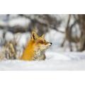 Red fox (Vulpes vulpes) alert in the snow; Alaska United States of America by Doug Lindstrand / Design Pics (17 x 11)