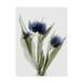 Trademark Fine Art Xray Tulip IX Canvas Art by Judy Stalus