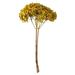 Vickerman 649169 - 15" Yellow Hydrangea Stem (H1HYD700) Dried and Preserved Flowering Plants
