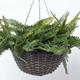 HOMESCAPES Artificial Hanging Basket 65 cm Long Potted Green Faux Fern Hanging Plant In Replica Wicker Pot with Silver Metal Chain and Hook for Indoor and Outdoor Decoration