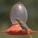 George Oliver Oriole Hummingbird Feeder Plastic | 8.5 H x 7 W x 7 D in | Wayfair EC4B978AF11043D98E3196377B048587