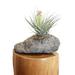 Millwood Pines Ovalle 3 - Piece Pumice Pot Planter Set Stone in Brown/Gray | 4 H x 6 W x 4.5 D in | Wayfair 59DD4704ECC54F21BC0E27FAF721E2B6