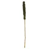 Vickerman 655832 - 42-46" Basil Cierus Stem 3Pc (H2CRS100-3) Dried and Preserved Reeds and Bamboo