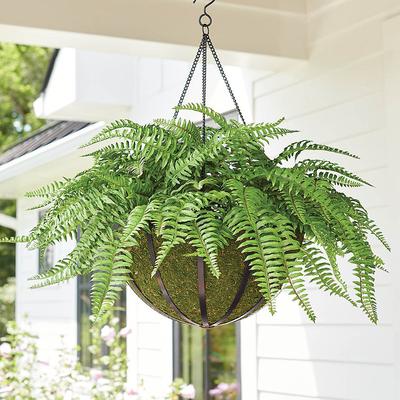 Classic Fern Hanging Basket - Grandin Road