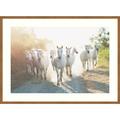 Birch Lane™ Camargue Horses XIII - Picture Frame Photograph Print on Paper in Green/White | 30 H x 41 W x 2 D in | Wayfair