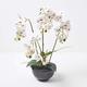 HOMESCAPES Artificial White Orchid in Pot 62 cm Tall Lifelike Faux Orchid Plant In Black Ceramic Bowl with Real Touch Silk Flowers and Green Leaves Phalaenopsis Orchid Flower for Indoor Decoration