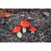 Gracie Oaks Merito Garden Miniature Mushrooms Set Ceramic in Orange | 3 H x 4 W x 1 D in | Wayfair A58EC50038484CFF89361C410094EE26