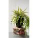 Ebern Designs 6" Artificial Fern Plant in Pot Plastic | 18 H x 16 W x 16 D in | Wayfair 46CD4B788CF04DAEAB7335EAF0DFA256