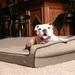 BuddyRest Crown Bolster Dog Bed Memory Foam/Suede in Brown | 9 H x 33 W x 24 D in | Wayfair CS101