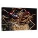 East Urban Home 'Tree Weta Male w/ Larger Head & Female, New Zealand' Photographic Print, Wood in Black/Brown/Green | 12 H x 18 W x 1.5 D in | Wayfair