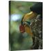 East Urban Home Sulawesi Red-Knobbed Hornbill Male - Wrapped Canvas Photograph Print Canvas, Wood in Green | 18 H x 12 W x 1.5 D in | Wayfair