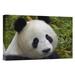 East Urban Home 'Giant Panda Portrait, Native to China' Photographic Print, Wood in Green/White | 12 H x 18 W x 1.5 D in | Wayfair