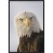 East Urban Home 'Bald Eagle Portrait, Alaska ' Framed Photographic Print on Canvas in Brown/White | 18 H x 12 W x 1.5 D in | Wayfair