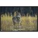 East Urban Home 'Timber Wolf Pauses While Walking Through Lake, Montana ' Framed Photographic Print on Canvas in Brown/Gray/Green | Wayfair