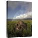 East Urban Home 'Galapagos Giant Tortoises Mating, Alcedo Volcano, Galapagos, Ecuador' Photographic Print Canvas, in Brown/Green | Wayfair