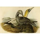 Buyenlarge Common Gannet by John James Audubon - Unframed Graphic Art Print in White | 24 H x 36 W x 1.5 D in | Wayfair 0-587-64716-LC2436