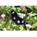 Buyenlarge 'The Butterfly' by Jason Pierce Photographic Print in White | 24 H x 36 W x 1.5 D in | Wayfair 0-587-27780-7C2436