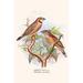 Buyenlarge Ribbon Finch or Cut Throat Finch - Graphic Art Print in White | 36 H x 24 W x 1.5 D in | Wayfair 0-587-29620-8C2436