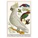 Buyenlarge Lesser Sulphur-Crested Cockatoo Hawk Headed Parrot by Albertus Seba - Graphic Art Print in White | 36 H x 24 W x 1.5 D in | Wayfair