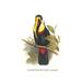 Buyenlarge 'Inca or White Throated Toucan' by John Gould Graphic Art in Black/Yellow | 36 H x 24 W x 1.5 D in | Wayfair 0-587-29205-9C2436