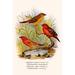 Buyenlarge 'Common Amaduvade & African Fire Finch' by F.W. Frohawk Graphic Art in White | 36 H x 24 W x 1.5 D in | Wayfair 0-587-29588-0C2436
