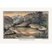 Buyenlarge Brook Trout: Just Caught Painting Print in Brown/Green | 28 H x 42 W x 1.5 D in | Wayfair 0-587-02320-1C2842