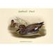 Buyenlarge 'Chaulelasmus Strepera Gadwall Duck - Graphic Art Print in White | 24 H x 36 W x 1.5 D in | Wayfair 0-587-32001-xC2436