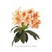 Buyenlarge Rhododendron Smithii Aurea by H.G. Moon Painting Print in Green/Orange | 42 H x 28 W x 1.5 D in | Wayfair 0-587-03692-3C2842