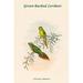 Buyenlarge 'Psitteuteles Subplacens Backed Lorikeet' by John Gould Graphic Art in White | 36 H x 24 W x 1.5 D in | Wayfair 0-587-31789-2C2436