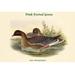 Buyenlarge Anser Brachyrhychus Footed Goose by John Gould - Unframed Graphic Art Print in White | 24 H x 36 W x 1.5 D in | Wayfair