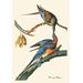 Buyenlarge Passenger Pigeon by John James Audubon Graphic Art in Blue/Green | 42 H x 28 W x 1.5 D in | Wayfair 0-587-03572-2C2842