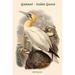 Buyenlarge 'Sula Bassana Gannet Solan Goose' by John Gould Graphic Art in White | 36 H x 24 W x 1.5 D in | Wayfair 0-587-32115-6C2436