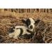 Hi-Line Gift Ltd. Baby Lamb Lying Down in Black | 5.98 H x 5.87 W x 9.21 D in | Wayfair 87946-E