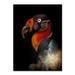 Trademark Fine Art 'King Vulture' Photographic Print on Wrapped Canvas Canvas | 19 H x 14 W x 2 D in | Wayfair 1X00037-C1419GG