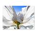 Trademark Fine Art 'White Poppy in the Sun' Graphic Art Print on Wrapped Canvas Canvas | 14 H x 19 W x 2 D in | Wayfair ALI17563-C1419GG