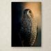 Trademark Fine Art 'Coopers Hawk at Sunset' Graphic Art Print on Wrapped Canvas Canvas | 19 H x 12 W x 2 D in | Wayfair ALI14614-C1219GG