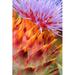 Latitude Run® 'Pinecone Flower' Photographic Print on Canvas in Indigo/Orange | 27 H x 18 W x 1.5 D in | Wayfair LTTN2026 44027094
