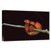 East Urban Home Guyana Iwokrama Reserve 'Emerald Tree Boa Coiled Juvenile' - Photograph Print on Canvas in Black/Orange | Wayfair NNAI7187 39918041