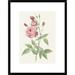 Global Gallery Rosa Indica Vulgaris by Pierre Redoute Framed Painting Print Paper | 25.5 H x 19.5 W x 1.5 D in | Wayfair DPF-197360-1218-266