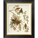Global Gallery American Crossbill by John James Audubon - Picture Frame Graphic Art Print on Canvas Canvas, in Black | Wayfair GCF-198062-1216-190