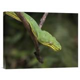 East Urban Home 'Emerald Tree Boa' Photographic Print on Canvas in Green | 12 H x 16 W x 1.5 D in | Wayfair URBH7794 38404660
