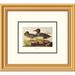 Global Gallery American Green-Winged Teal by John James Audubon Framed Painting Print Paper | 18 H x 20 W x 1.5 D in | Wayfair DPF-132765-0810-102