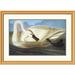 Global Gallery Trumpeter Swan by John James Audubon Framed Painting Print Paper | 20.08 H x 26 W x 1.5 D in | Wayfair DPF-197743-16-102