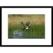 Global Gallery 'Gadwall Duck Taking Flight from Water, New Mexico' Framed Photographic Print Paper in Green | 18 H x 24 W x 1.5 D in | Wayfair