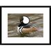 Global Gallery 'Hooded Merganser Male, Kellogg Bird Sanctuary, Michigan' Framed Photographic Print Paper in Brown | 18 H x 24 W x 1.5 D in | Wayfair