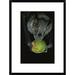 Global Gallery 'White-Throated Round-Eared Bat Eating a Fig, Barro Colorado Island, Panama' Framed Photographic Print Paper in Black/Gray | Wayfair